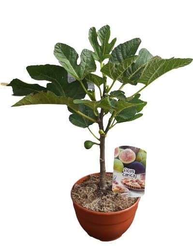 Ficus Carica Mini Copa
