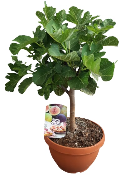 Ficus Carica Mini Stam