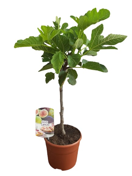 Ficus Carica Copa
